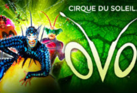 Cirque du Soleil: OVO